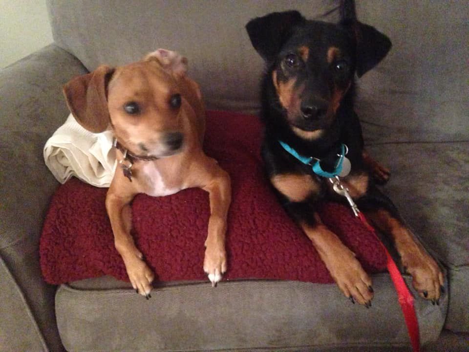 Louie and Bogey